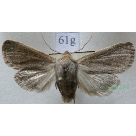 Dioszeghyana schmidtii (Diöszeghy, 1935) male Slovakia61g